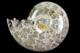 Polished, Agatized Ammonite (Phylloceras?) - Madagascar #149206-1